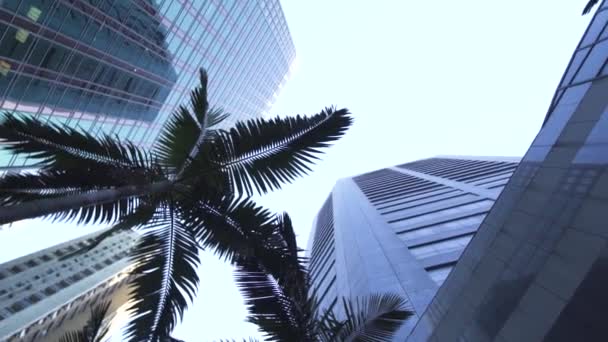 Spinning among office buildings near palm tree on street — Stock Video