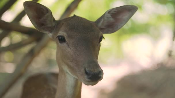 Barna fawn vicces nagy fülek és szemek áll az erdőben — Stock videók