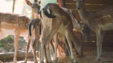 Benekli, beyaz benekli, kahverengi kürklü yavru geyik mısır yer.