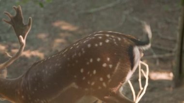 Büyük boynuzları ve kürkünde beyaz benekleri olan kahverengi geyik.