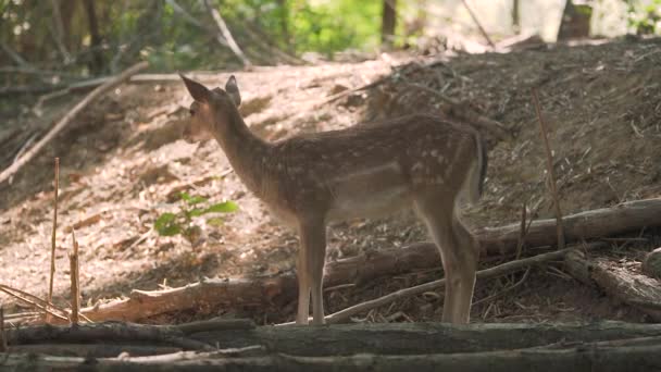 Liten fläckig hjort med brunt vitt päls står i skogen — Stockvideo