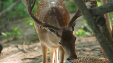 Kahverengi beyaz kürklü ve büyük boynuzlu vahşi geyik buğday yer.