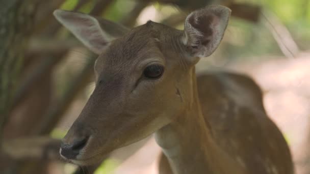 Fawn con cicatrici cavalletti e mosca nera striscia su pelliccia marrone — Video Stock