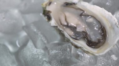 Şeffaf buz parçaları üzerinde yarım kabuklu lezzetli istiridye.
