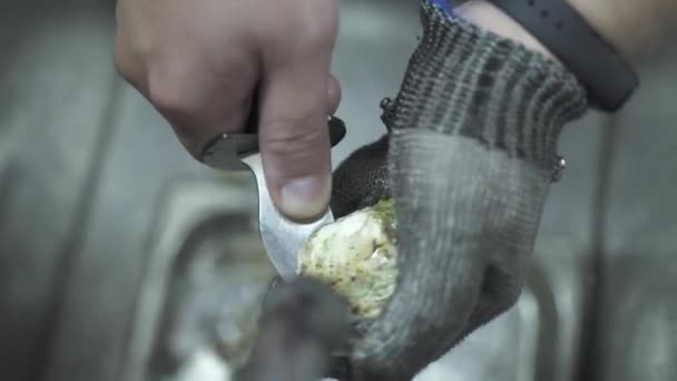 Empleado desconcha ostra con cuchillo corto especial sobre fregadero — Vídeos de Stock