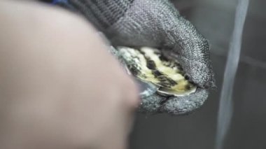 Koruyucu eldivenli işçiler suyun altında istiridye açar.