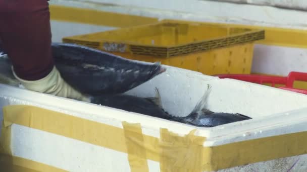 Trabajador en guantes pone atún pescado en contenedor en el mercado — Vídeos de Stock