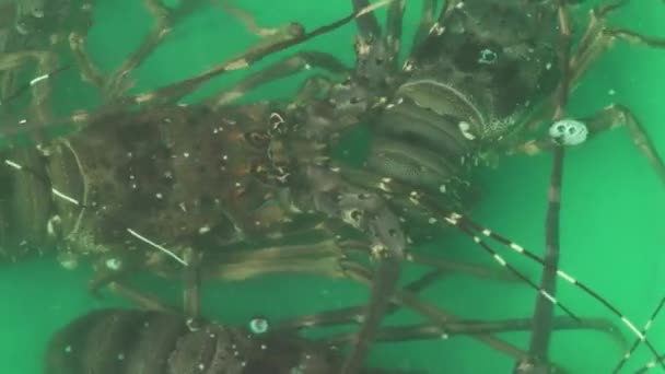 Langostas vivas gatean en el fondo del recipiente con agua — Vídeos de Stock