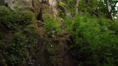 Uçurumdaki yoğun yeşil çalılar Büyük ağaçlar ve kayalar