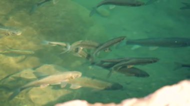 Gri renkli küçük balıklar turkuaz ırmak suyunda yüzer.