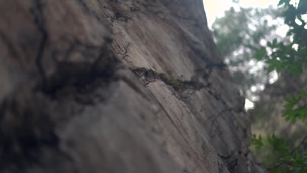 Old stone of brown colour with deep holes and green grass — Stock Video