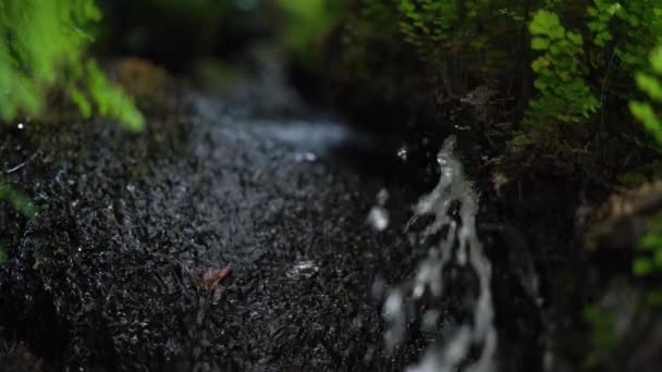 Piccolo ruscello con gocce d'acqua che riflettono la luce solare cade — Video Stock