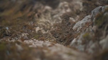 Chimaera dağında filizlenmiş yeşil yoğun yosunlu yamaçlar.