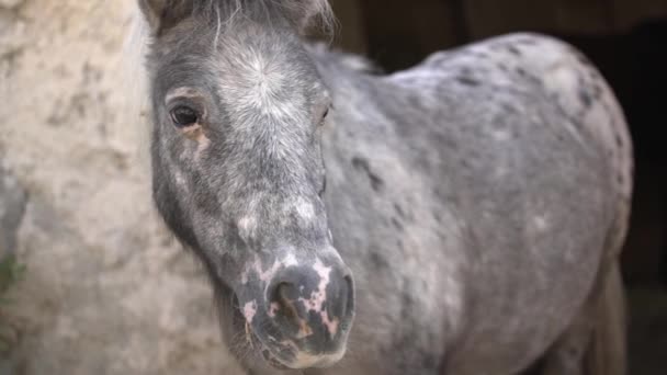 Grey pied young horse stands near old house stone wall — Stock Video