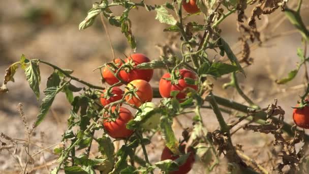 Los tomates maduran en un pequeño arbusto verde en el huerto — Vídeos de Stock