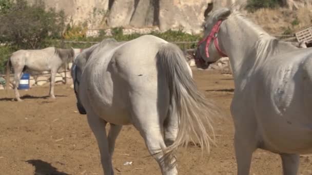 흰 말들이 넓은 거리를 질주하는 꼬리를 걷고 있다 — 비디오