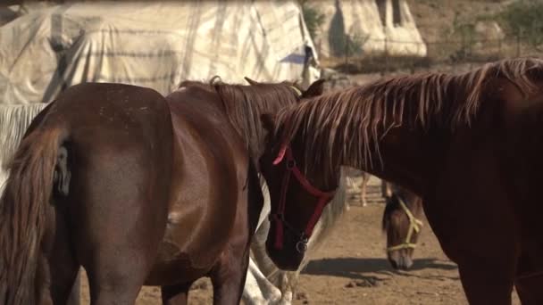 Chestnut άλογα σταθεί σε ευρύχωρα farmyard με βρώμικο έδαφος — Αρχείο Βίντεο