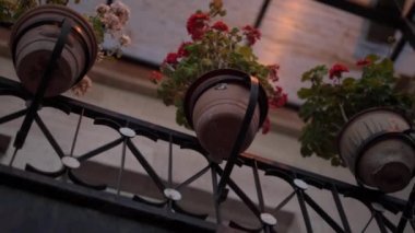 Küçük kırmızı çiçekli bitkiler ve beyaz kaplarda yeşil yapraklar.