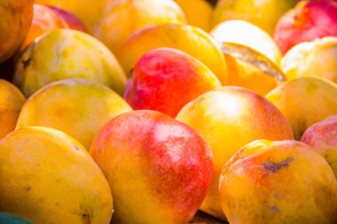 Tarım meyveleri çiftliği, taze renkli mango yiyeceği, sulu meyve, vitamin ve mineraller, yeşil ağaç, güneşli gün, seçici odak, sığ alan derinliği, İsmailia Mısır 'da çekilmiş