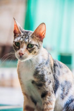 Antik Mısır dininin Bastet tanrıçası, Mısırlı tüylü kedi, ev hayvanı, sevimli evcil hayvan, sığ alan derinliği olan seçici odaklı. Kahire Mısır.