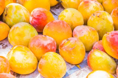 Tarım meyveleri çiftliği, taze renkli mango yiyeceği, sulu meyve, vitamin ve mineraller, yeşil ağaç, güneşli gün, seçici odak, sığ alan derinliği, İsmailia Mısır 'da çekilmiş