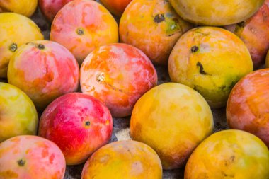 Tarım meyveleri çiftliği, taze renkli mango yiyeceği, sulu meyve, vitamin ve mineraller, yeşil ağaç, güneşli gün, seçici odak, sığ alan derinliği, İsmailia Mısır 'da çekilmiş