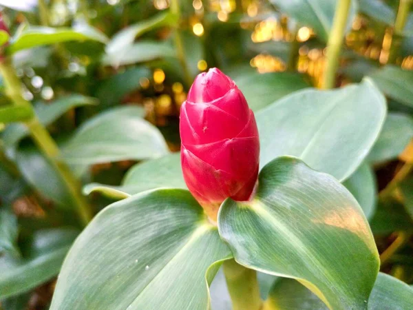 Güzel botanik fotoğrafı, doğal duvar kağıdı.