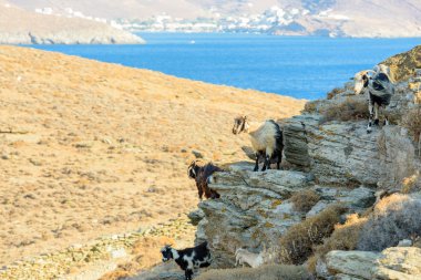 Free roaming goats clipart