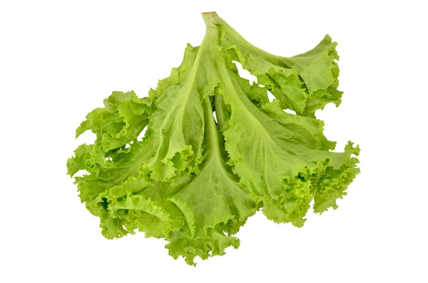 A lettuce isolated — Stock Photo, Image