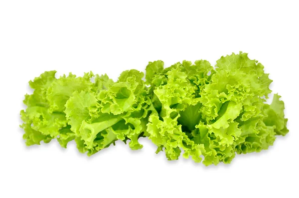 A lettuce isolated — Stock Photo, Image