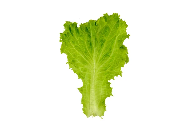 A lettuce isolated — Stock Photo, Image