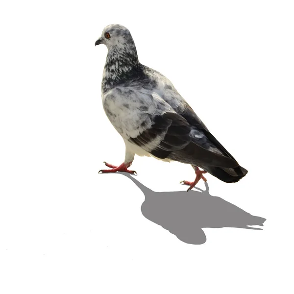 A Pigeon isolated — Stock Photo, Image