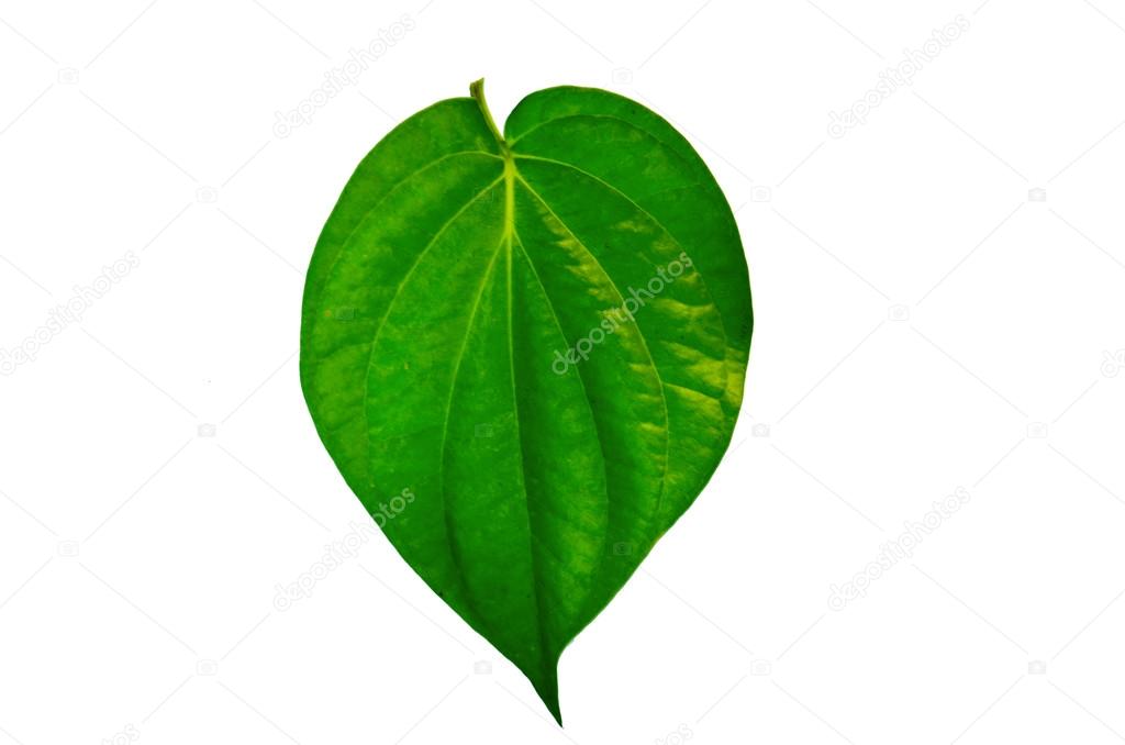 Green betel leaf isolate