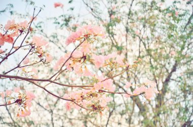 pembe trompet ağaç çiçek çiçeklenme