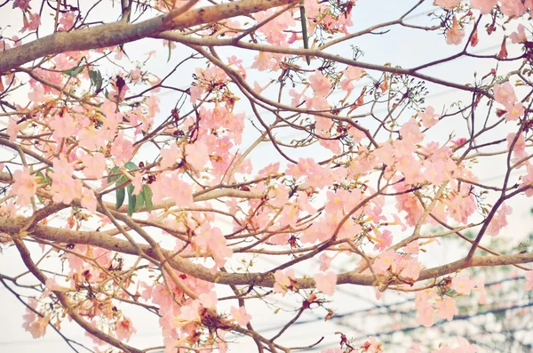ピンクのトランペット木の花が咲く — ストック写真