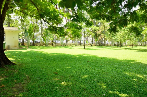 büyük ağaç yeşil çim ile