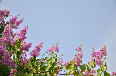 Kraliçe'nin krep pembe rengini