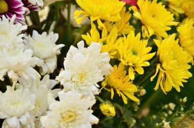 Beyaz ve sarı Kasımpatı çiçeği