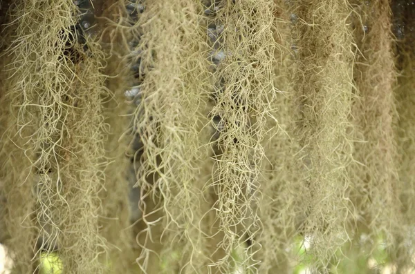 西班牙苔藓挂链 — 图库照片