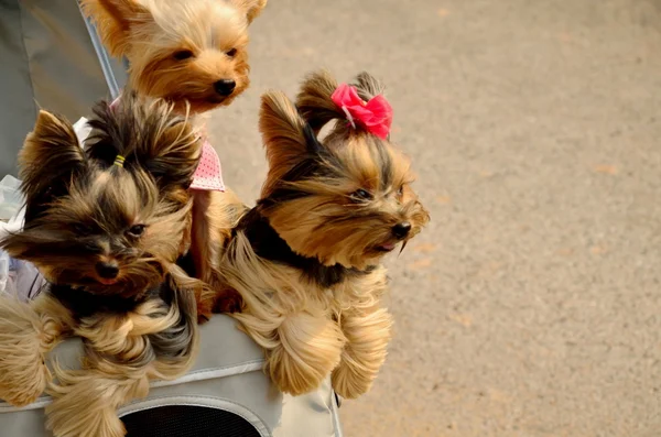 Hunde im Einkaufswagen — Stockfoto