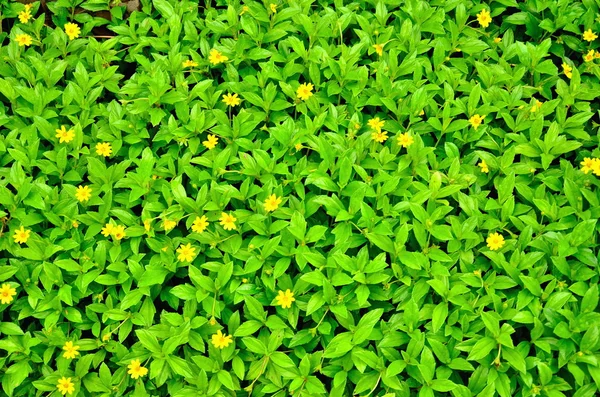 Plante verte à fleur jaune — Photo