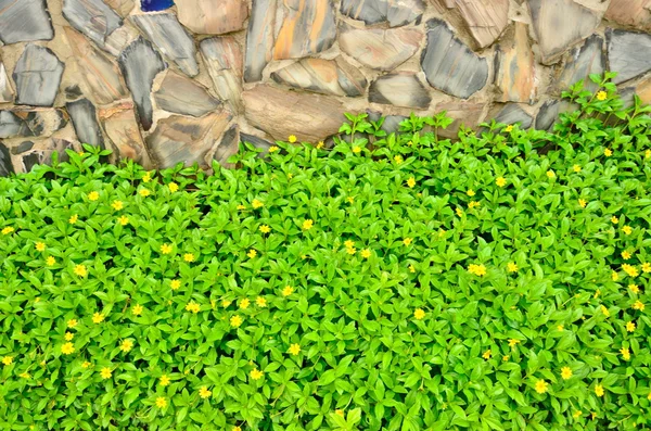 Groene plant met gele bloem — Stockfoto