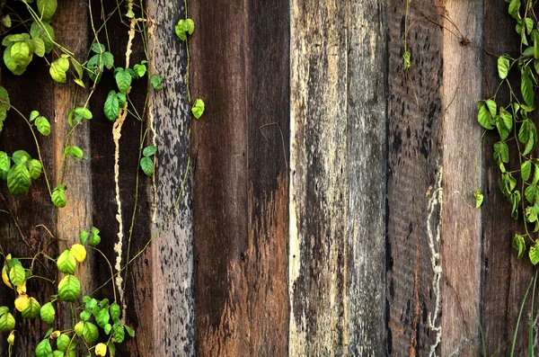 Klimop op de houten muur — Stockfoto