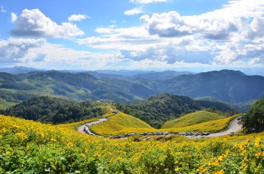 Meksika ayçiçeği alan