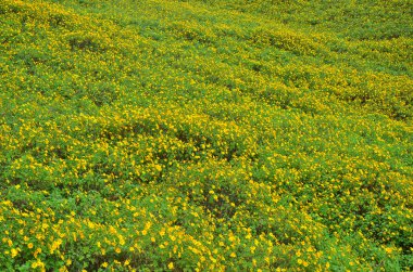 Meksika ayçiçeği alan