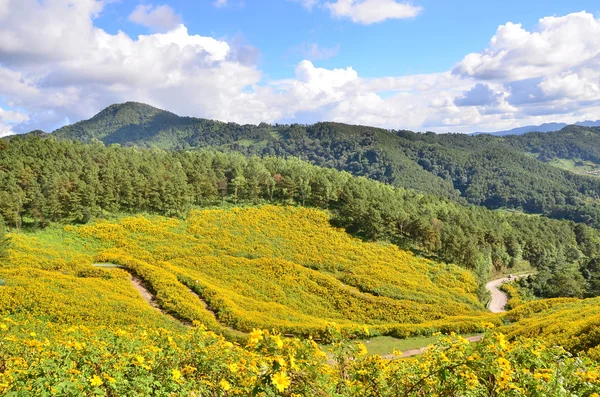 Campo de girasol mexicano — Foto de Stock