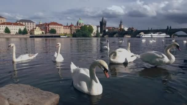 Łabędzie pływać w Pradze — Wideo stockowe