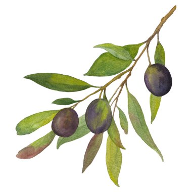 Yeşil yapraklı ve koyu zeytinli zeytin dalının narin botanik suluboya çizimi. Botanik tasarımlar, Akdeniz temaları, organik konseptler, dekoratif kompozisyonlar, davetiyeler ve baskı projesi için uygun el boyası bitki unsuru