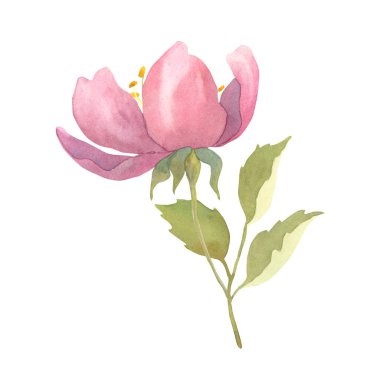 Yumuşak yeşil yapraklı, elle boyanmış suluboya çiçek, tebrik kartları, düğün kağıtları, davetiyeler, posterler ve romantik tasarım projeleri için mükemmel..