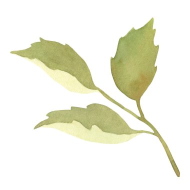 Yumuşak yeşil tonlarda elle boyanmış suluboya yaprak dalı. Paskalya tasarımları, bahar kompozisyonları, botanik projeleri ve dekoratif tasarımlar için mükemmel..